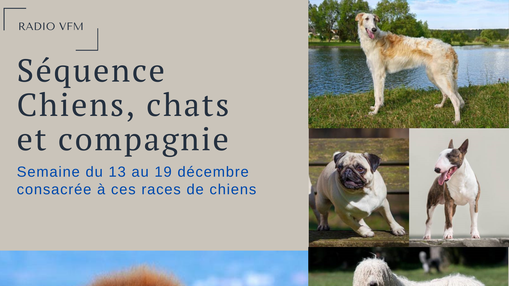 Chiens, Chats Et Compagnie